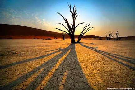 Deșertul Namib în Africa - deșert cețuri fotografie, plante, de ce sa format și ceea ce a cauzat