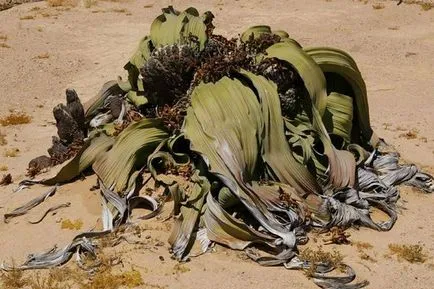 Deșertul Namib în Africa - deșert cețuri fotografie, plante, de ce sa format și ceea ce a cauzat