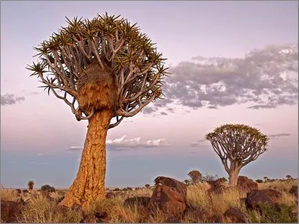 Deșertul Namib în Africa - deșert cețuri fotografie, plante, de ce sa format și ceea ce a cauzat