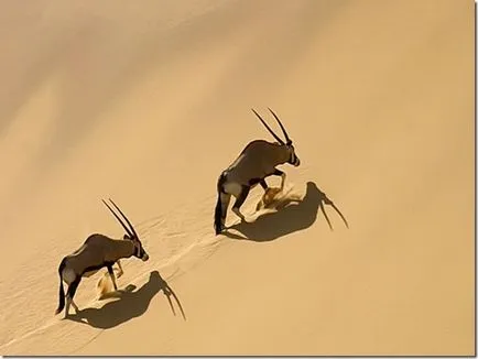 Deșertul Namib în Africa - deșert cețuri fotografie, plante, de ce sa format și ceea ce a cauzat