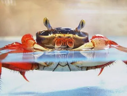 Rainbow crab