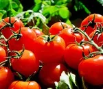 Răsaduri de tomate - frunze sunt în căutarea în sus