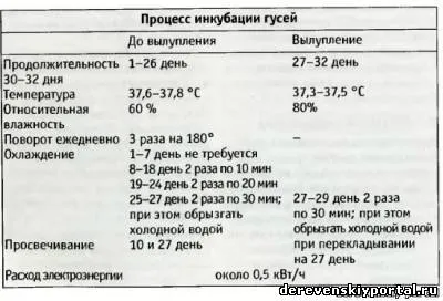 Tenyésztésre és tenyésztés liba, falusi élet