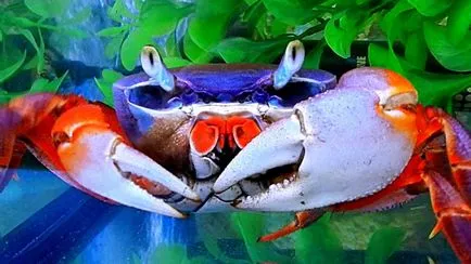 Rainbow crab - condițiile de detenție, foto, video