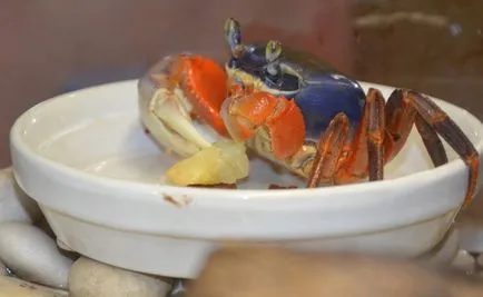 Rainbow crab - condițiile de detenție, foto, video