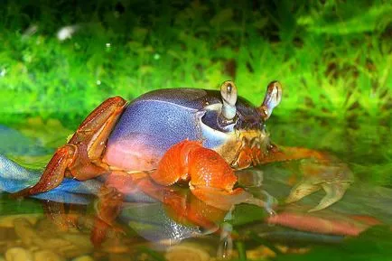 Rainbow crab - condițiile de detenție, foto, video