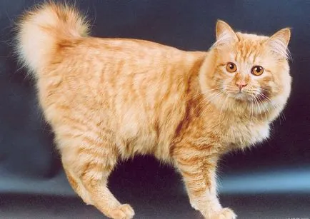 Ameliorarea Kurile Bobtail