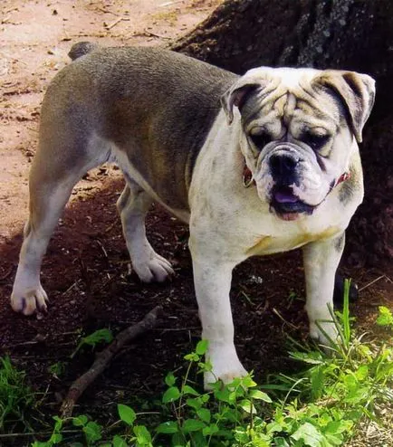 Változatos minden típusának leírását bulldog fotókkal kedvenc háziállatok