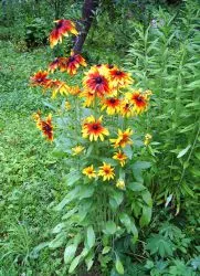 évelő Rudbeckia