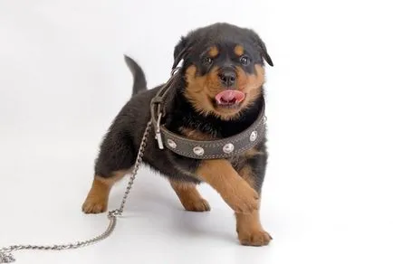 Ротвайлер порода кучета за защита и като пазач