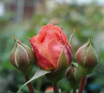 Rose Емилиен Guillot описание и снимки