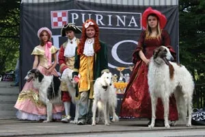 Borzoi rusă - Expoziție pe Elagin