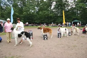 Borzoi rusă - Expoziție pe Elagin