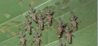 Locust (насекоми) - описание, снимки, видео