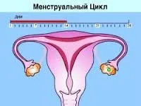 місячних