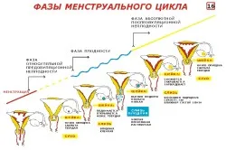 Зачаття під час місячних лікаря