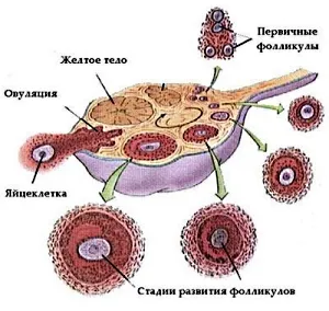 Корисна інформація про менструальному циклі жінки місячний цикл у жінок