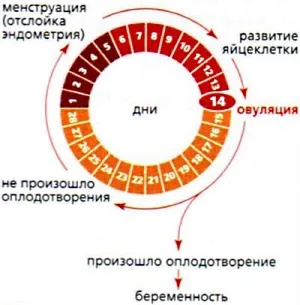 Корисна інформація про менструальному циклі жінки менструальний цикл у жінок