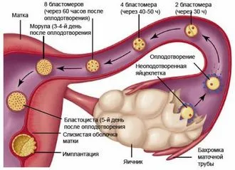 циклу