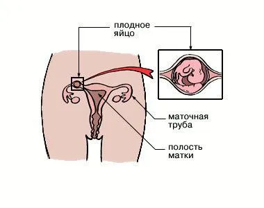 місячних