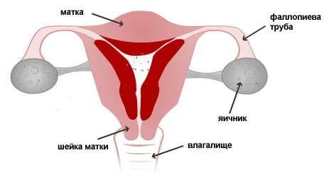 цикл