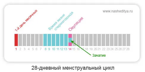 місячних