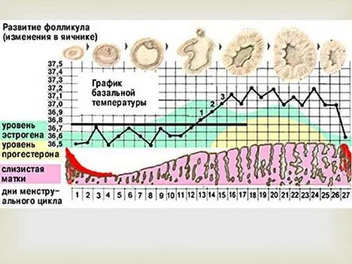 цикл
