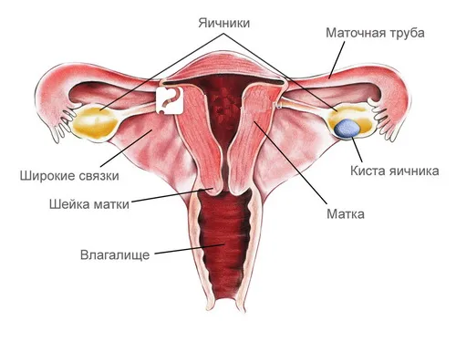 циклу