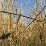 цикл