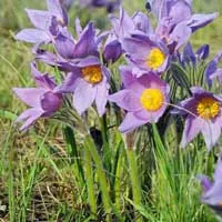 народні засоби при затримці місячних