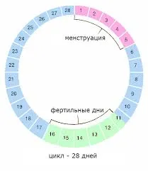 місячний цикл жінки