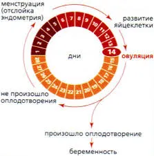 місячний цикл жінки