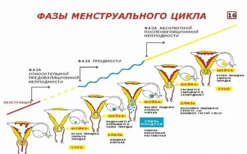 циклу