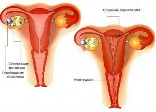 цикл