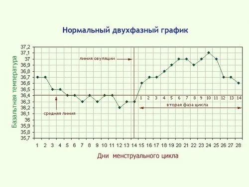 Яка базальна температура має бути перед місячними? кров