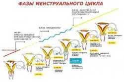лікаря