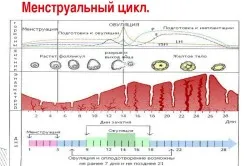 як відновити місячні