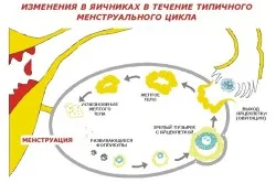 Ознаки запліднення після овуляції через скільки днів після місячних починається овуляція