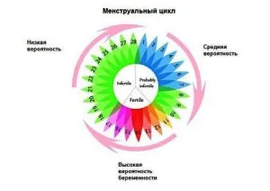 Вагітність після менструального циклу цикл
