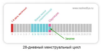 циклу