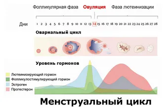 лікаря