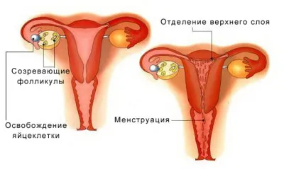 циклу