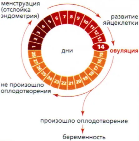 циклу