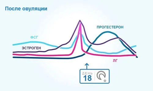 менструального циклу