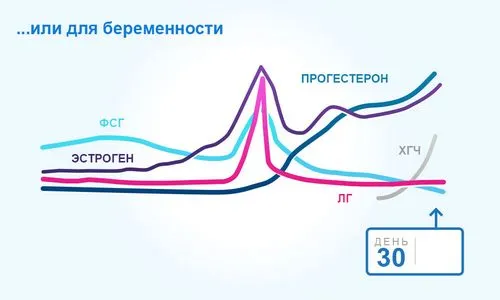 менструального циклу