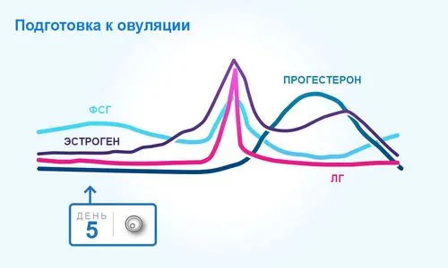 менструальний цикл і овуляція