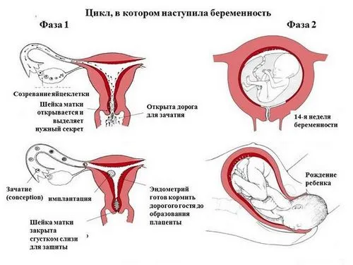 циклу