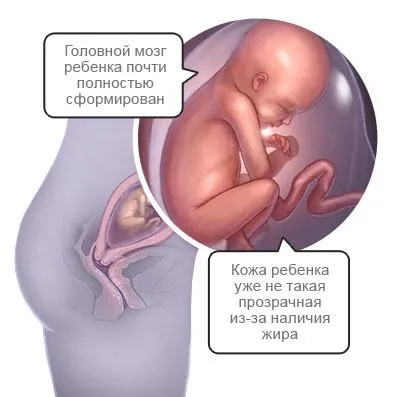 21 тиждень вагітності вага дитини