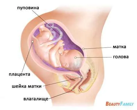 вагітність 36 тиждень ознаки симптоми узі