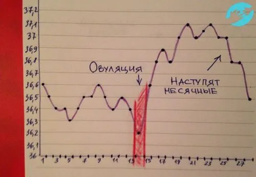 Базальна температура якщо відбулося запліднення базальна температура в перші дні вагітності